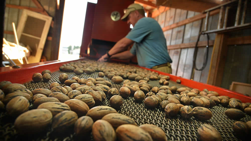 Freshly harvested pecans roll down a conveyor belt as Lakeview Pecans' Ben Byrd culls out the cracked shells.