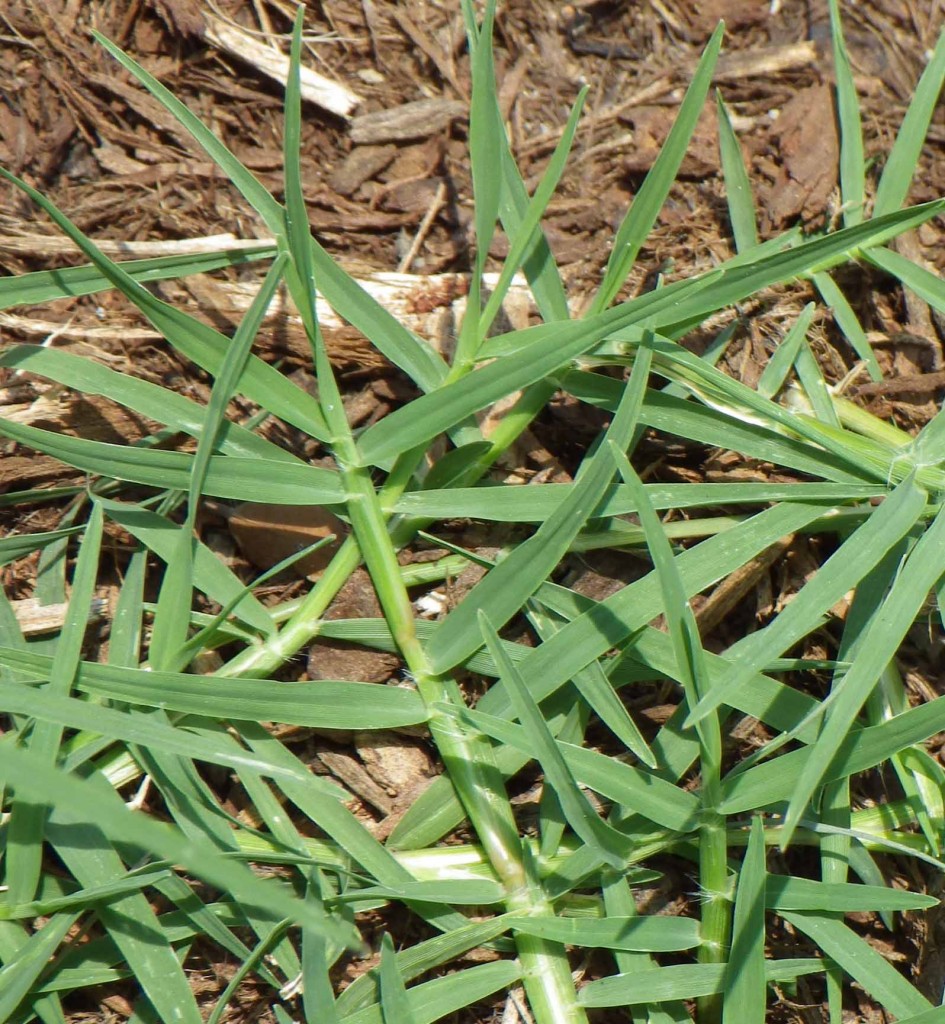 Bermudagrass Control In Landscapes Nc State Extension