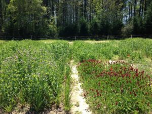 Cover photo for Biomass Production With Legume and Small Grain Cover Crop Mixtures in North Carolina: Research Summary