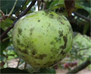Cover photo for Apple Disease Update: Week of June 24