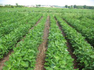 Cover photo for Organic Field Day