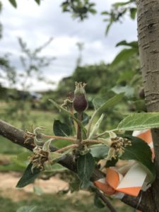 Cover photo for Apple Thinning Update: 4/30/19