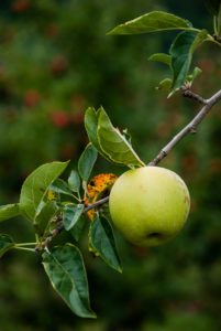 Picture of apple
