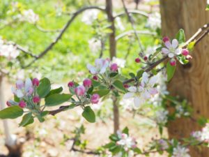 Cover photo for Crop Load Management Update: Pink to Bloom