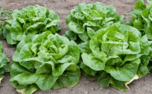 Boston Lettuce heads in the garden