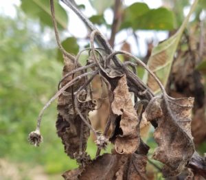 blossom blight