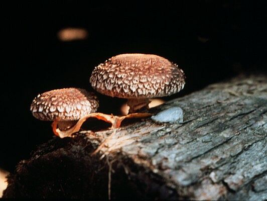 two shiitake mushrooms on a log
