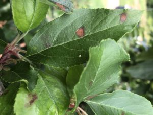 GLS symptoms on leaf