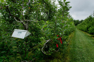 Cover photo for WNC Orchard Insect Pest Populations - June 16, 2020