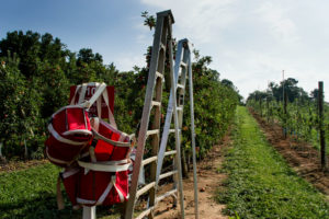 Cover photo for WNC Orchard Insect Pest Populations - August 18, 2020