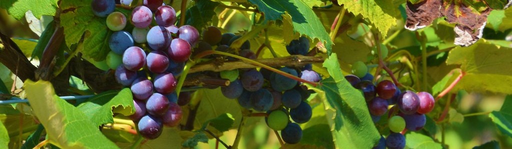 bunch grapes on the vine