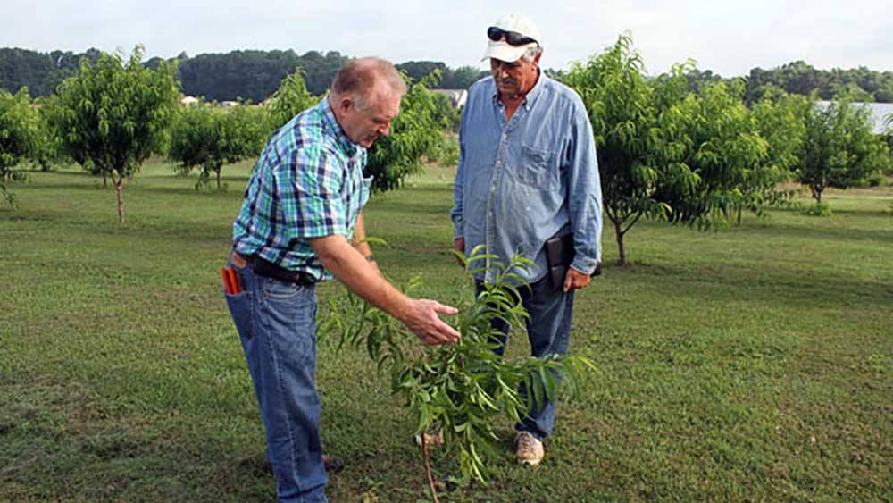 Two men inspecting an apple tree sapling