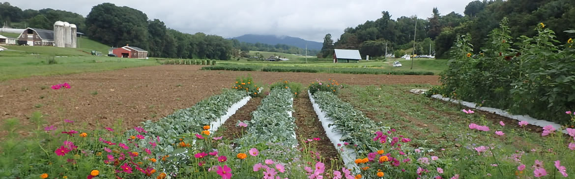 Specialty crops seen at the Mountain Horticultural Crops Research Station