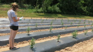 woman collecting data in hemp field