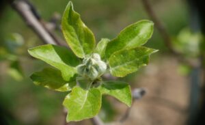 Cover photo for Horticultural Update: Freezing Temperatures in the Forecast