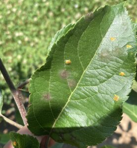 Apple scab and rust on 'Rome'