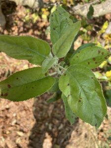 Late season GLS on young leaves