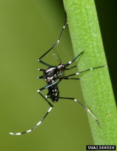 Aedes albopictus mosquito on leaf blade