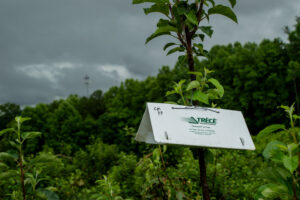 Insect trap in orchard