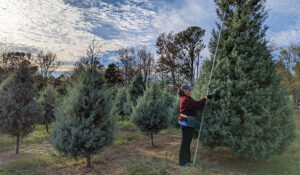 Jordan Lake Christmas Tree Farm