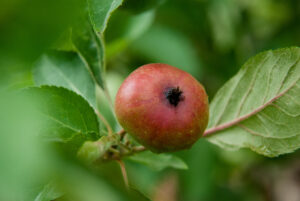 Apple with codling moth damage