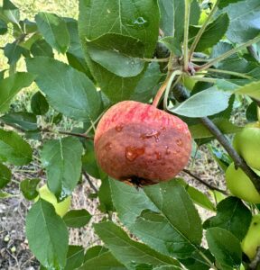 Bot Rot on apple fruit