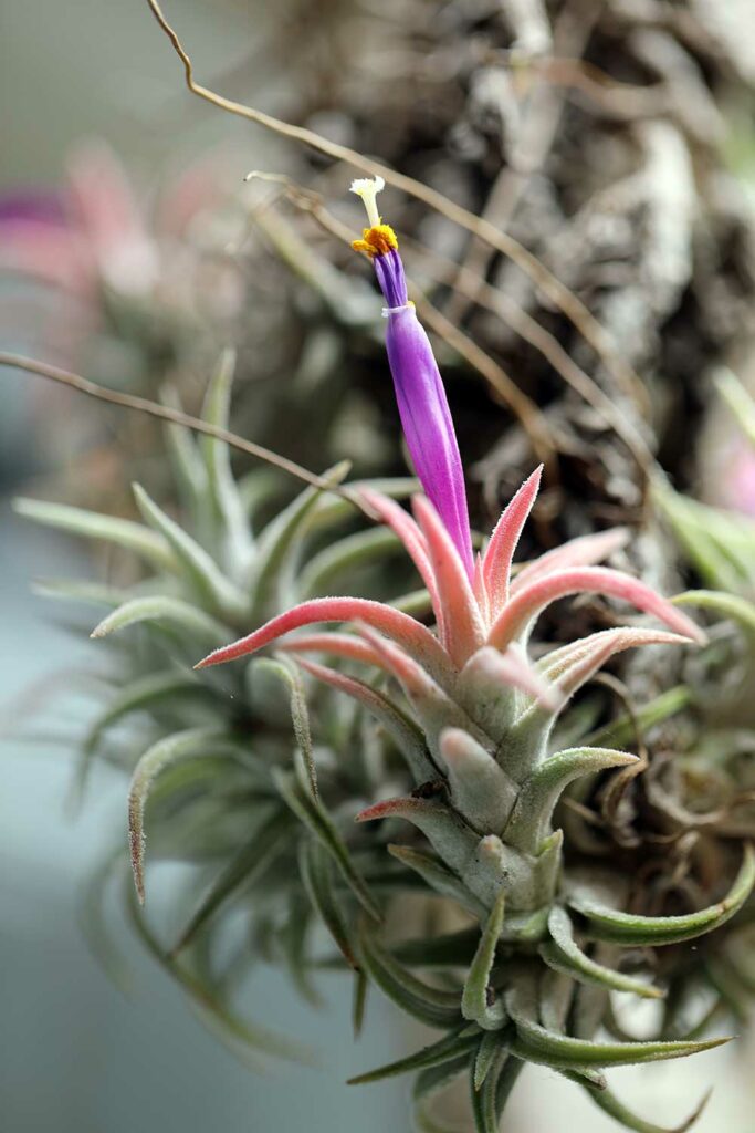 Tillandsia ionantha var. ionantha