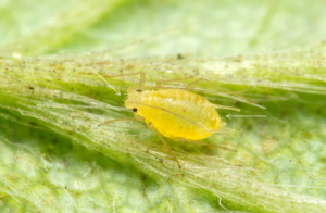 an insect on a leaf