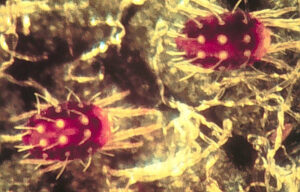 European red mites