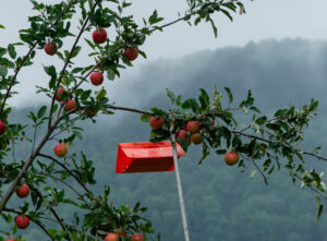Trap in apple orchard