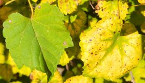two leaves, green and bright yellow